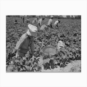 White Agricultural Day Laborer Picking String Beans In Field Near Muskogee, Oklahoma By Russell Lee Canvas Print