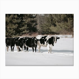Snowy Winter Cows Canvas Print
