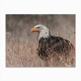 Bald Eagle In Field Canvas Print