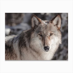 Winter Wolf Profile Canvas Print