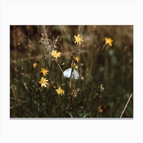 White Butterfly In The Countryside Colour Nature Photography Canvas Print