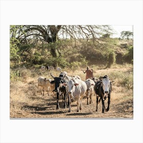 Herd Of Cattle From The Karamojong Tribe In Uganda In Africa Canvas Print