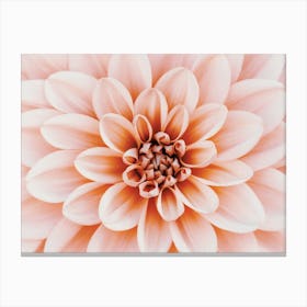 Pastel Pink Dahlia Flower Canvas Print