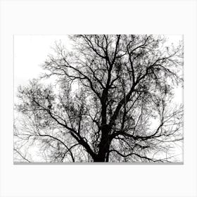 Silhouette Of Bare Tree Black And White 2 Canvas Print