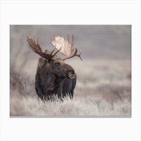 Moose In Field Canvas Print