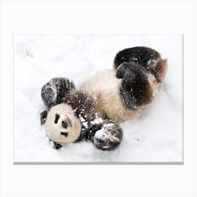 Giant Panda Playing In The Snow Canvas Print