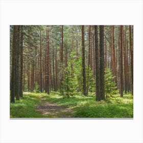 Pine Forest Canvas Print