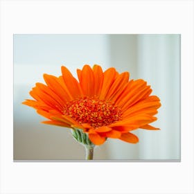 Orange Gerbera Flower On White Background 2 Canvas Print