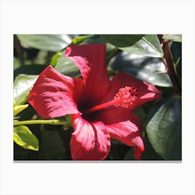 Red Hibiscus Flower Canvas Print