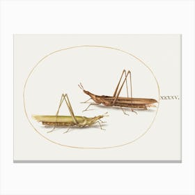 Two Grasshoppers (1575–1580), Joris Hoefnagel Canvas Print