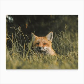 Red Fox Hiding In Grass Canvas Print