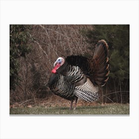 Tom Turkey In Autumn Canvas Print