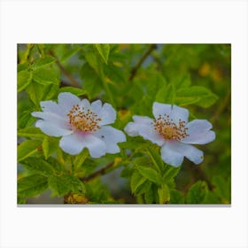 Two White Roses 1 Canvas Print