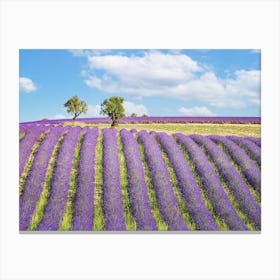 Summer In Provence Canvas Print