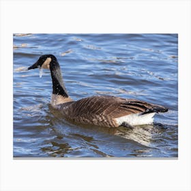 Goose In Winter Fy Canvas Print