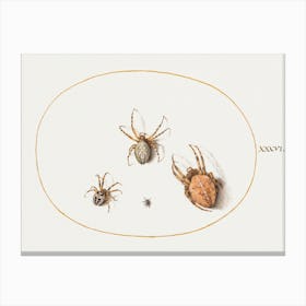 Three Large Spiders And One Small Spider (1575–1580), Joris Hoefnagel Canvas Print