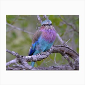 Lilac Breasted Roller Canvas Print