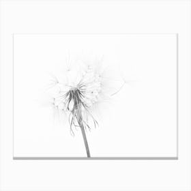 Dandelion Seeds Canvas Print