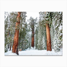 Giant Sequoia Forest Canvas Print