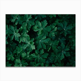 Lush Green Close Up Colour Nature Photography Canvas Print