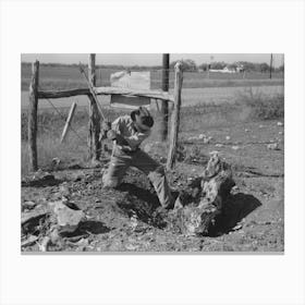 Mesquite Stump Being Grubbed Out On Land Which Will Be Used For Truck Farming, Tom Green County, Near San Canvas Print