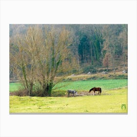 Horses Grazing In A Field 20220102 232ppub Canvas Print