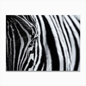 The Look Of Nature Canvas Print