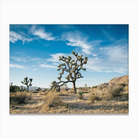 Joshua Tree Canvas Print