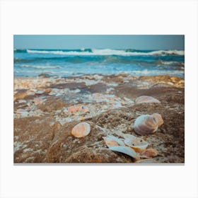 Sea Shells On The Beach 6 Canvas Print