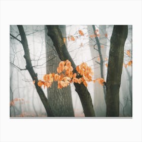 Last Of Autumn Leaves Canvas Print