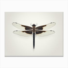 Dragonfly Black Saddlebags Tramea Lacer Vintage Illustration 5 Canvas Print