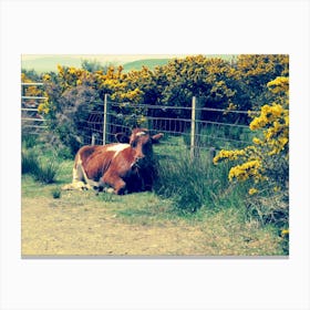 Brown Cow Laying Down Field Scotland Yellow flowers  Canvas Print