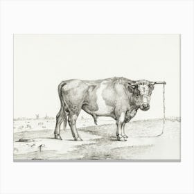 Standing Bull 3, Jean Bernard Canvas Print