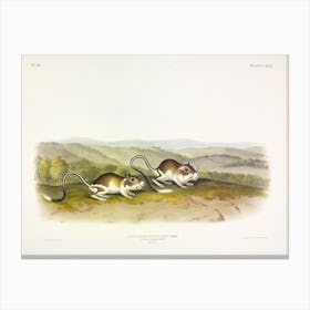 Pouched Jerboa Mouse, John James Audubon Canvas Print