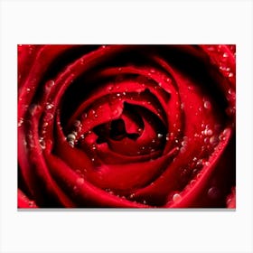 Red Rose With Water Droplets Canvas Print