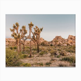 Patch Of Joshua Trees Canvas Print