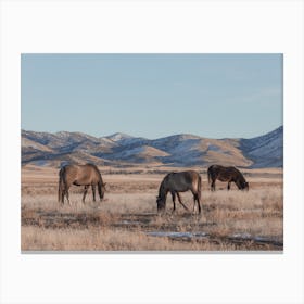 Horses Grazing Canvas Print