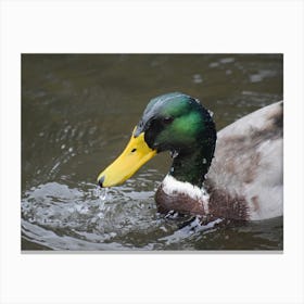 Mallard Duck 1 Toile