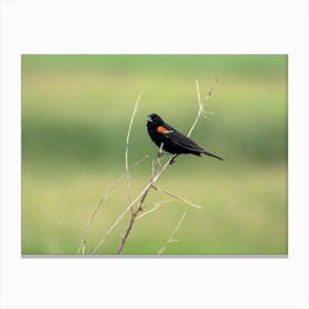 Redwinged Blackbird In The Meadow Canvas Print