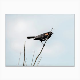 Moody Red Winged Blackbird Canvas Print