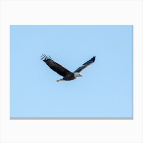Eagle Flying With Wings In V Shape Canvas Print