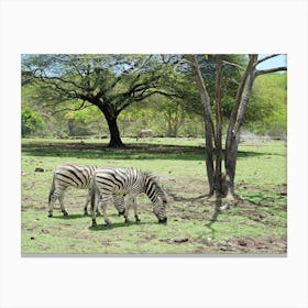 Zebras Grazing Canvas Print