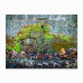 Mossy Stone Wall 202304161747180pub Canvas Print