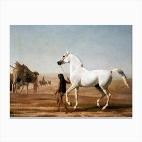 Vintage White Horse And A Man Canvas Print