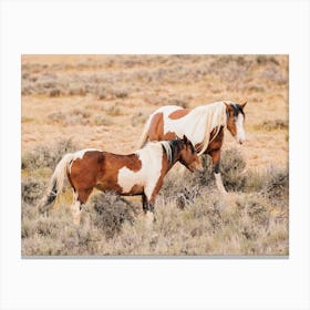 Paint Horses Canvas Print