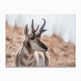 Western Pronghorn Canvas Print