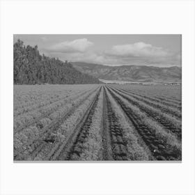 Salinas, California, Intercontinental Rubber Producers, Two Year Old Guayule Shrubs By Russell Lee Canvas Print