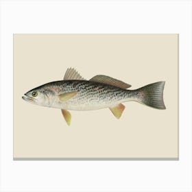 Vintage Denton Weakfish (trout) On A Cream Background Canvas Print