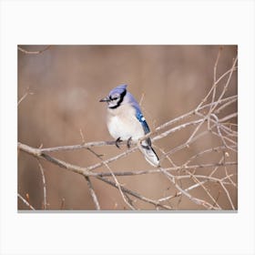Blue Jay in Winter Canvas Print