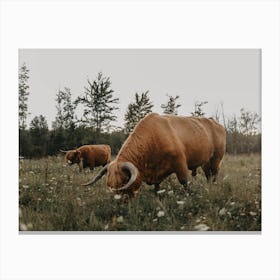 Highland Cows On The Farm Canvas Print